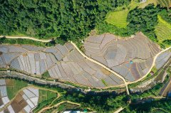 <b>“粮田”变“良田” 云南西盟夯实农业根底</b>